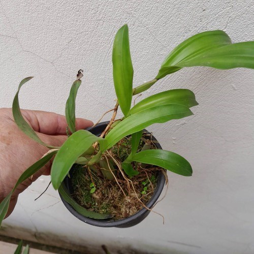 Coelogyne ovalis