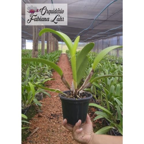 Orquídea B.L.C Chaunyeah #17