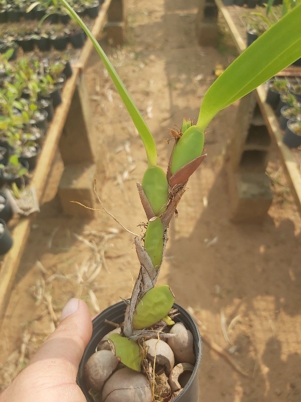 Orquídea Maxillaria densa