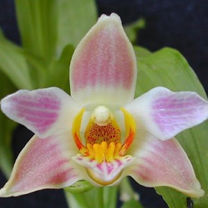 Orquídea Chysis limminghei
