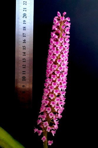 Orquídea Arpophyllum giganteum Planta Adulta ! Com Vaso !