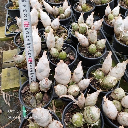 Clowesetum Penang Waltz 'clone 3' - Adulto