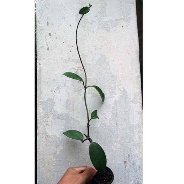 Combo das flores de cera graúdas nº 1 mudas enraizadas no pote nº 6